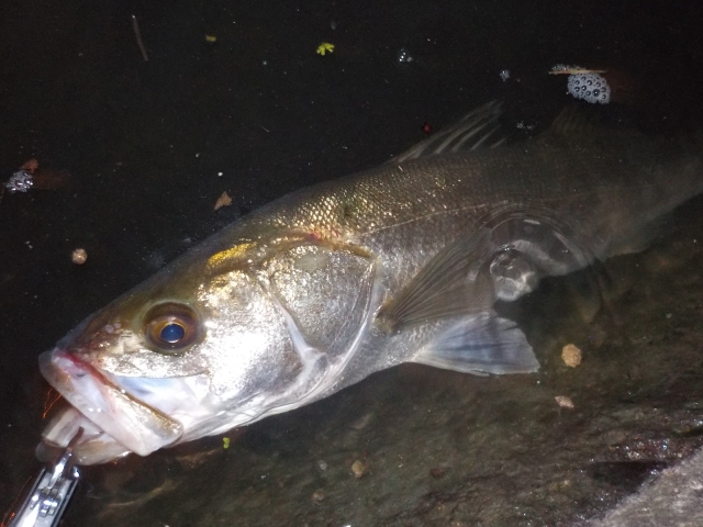 タモ入れ失敗しない方法 富山 釣り ブログ 釣れない家族の成長日誌