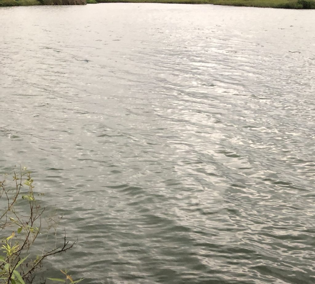 ルアーが顔に刺さった 富山県庄川釣果 富山 釣り ブログ 釣れない家族の成長日誌