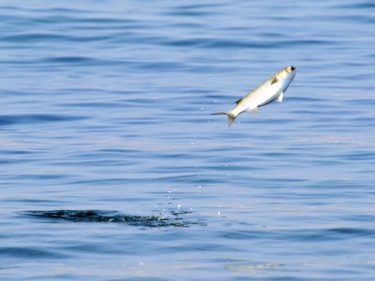 5月最後のシーバス釣り