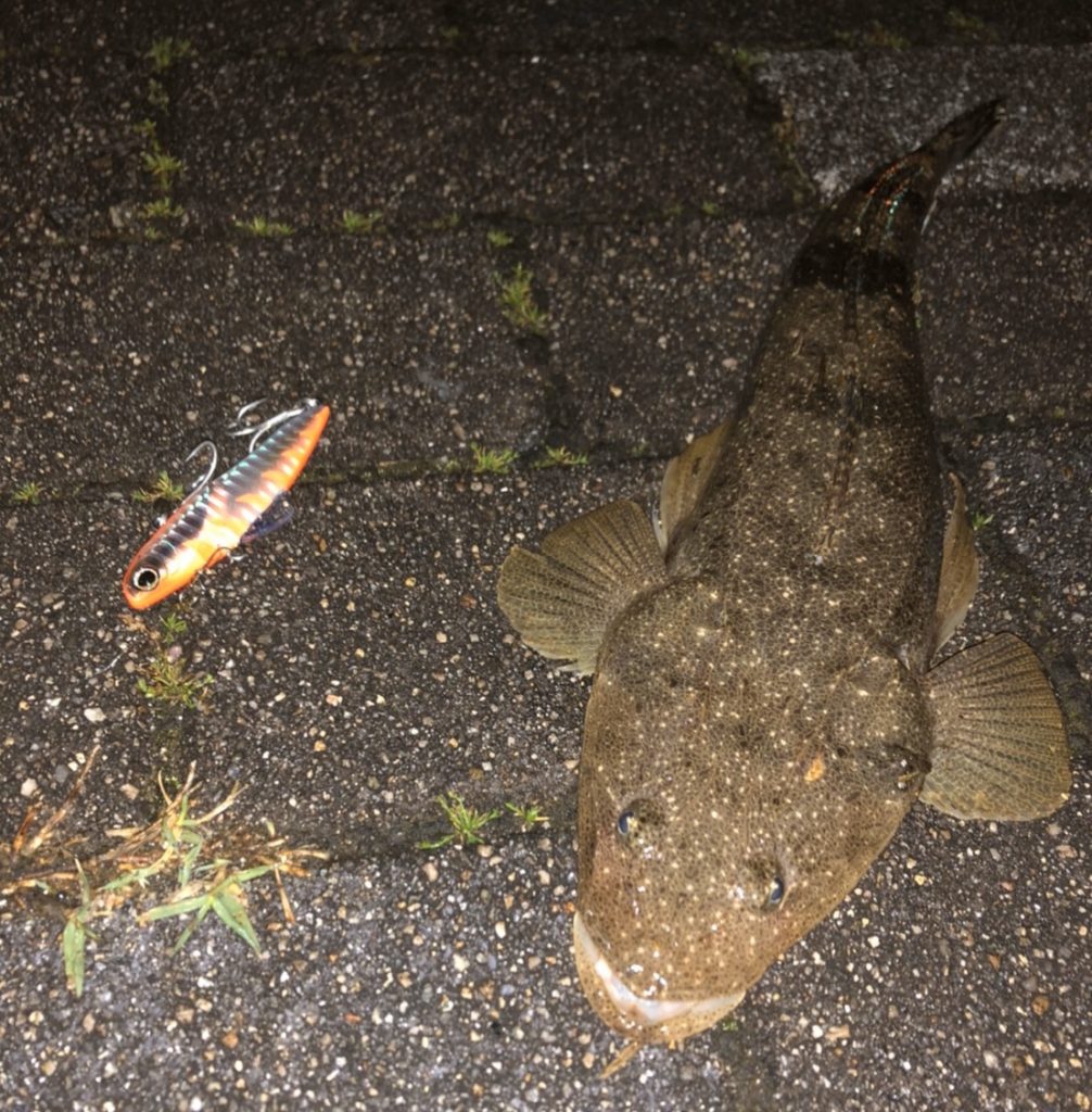 久しぶりのお魚さん 富山 釣り ブログ 釣れない家族の成長日誌 久しぶりのお魚さん 富山 釣り ブログ 釣れない家族の成長日誌