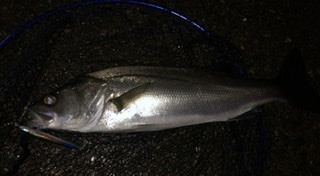 シーバス釣りたい