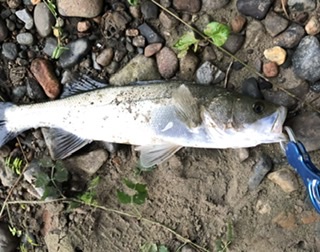 9月最後のシーバス釣り