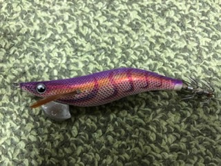 秋イカ釣りたい 万葉埠頭釣果