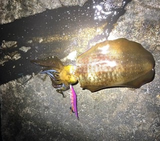 秋イカ釣りたい 万葉埠頭釣果