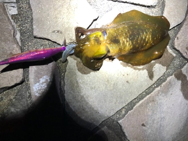 エギング釣れない エギング釣れない