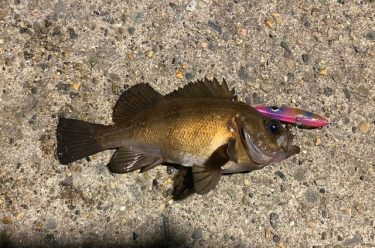 メバルはよく釣れます。２月最後の釣り