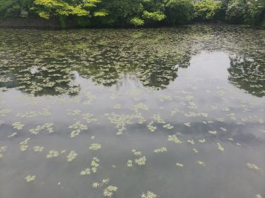 ブラックバス・シーバス釣り