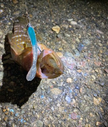 キジハタがよく釣れる