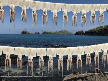 アオリイカは釣る男